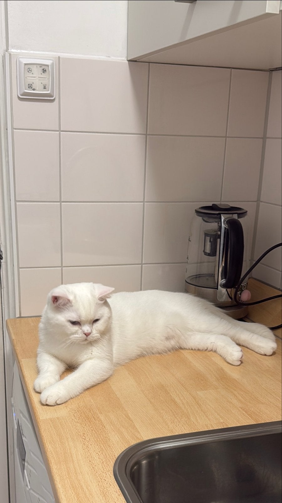 Brisekorthaar dekken kater met stamboom 200, Dieren en Toebehoren, Kater