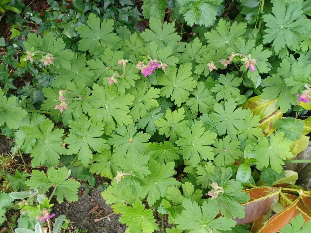 Geranium, Vaste plant voor tuin en border, Vaste plant, Halfschaduw, Zomer, Ophalen