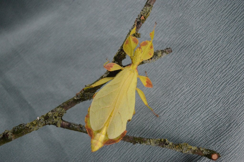Phyllium mabantai wandelend blad eitjes, Wandelende tak