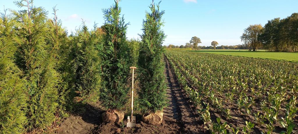Mooie volle haagconiferen thuja plicata Martin 80 tot 250 cm, Eén persoon