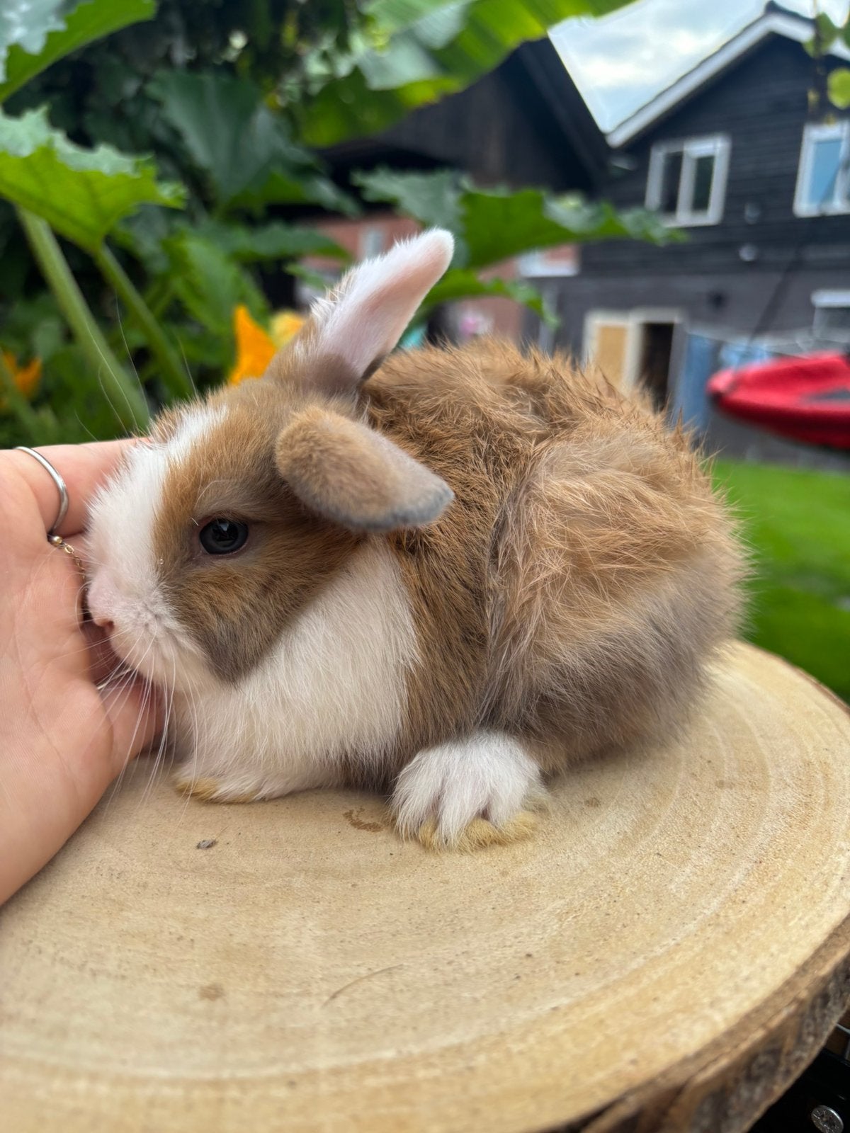 Hollander x minilop konijntje 🩷, Vrouwelijk, Dwerg
