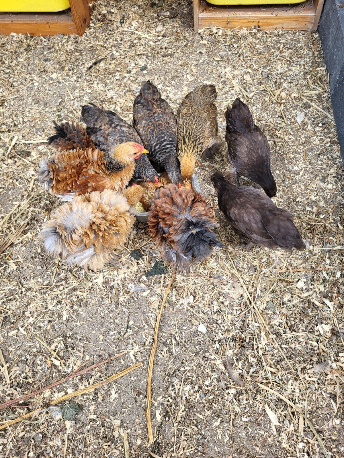 Kuikens, 9 weken oud, Dieren en Toebehoren, Pluimvee, Meerdere dieren, Kip