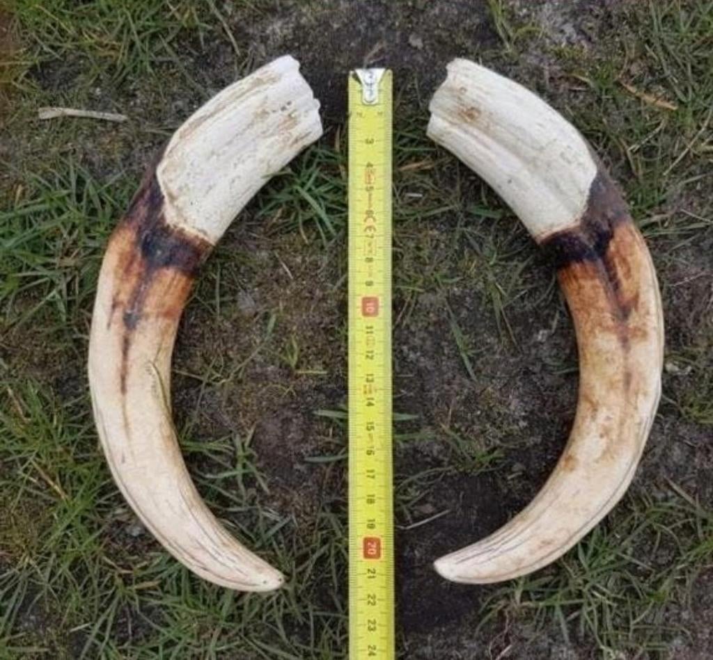 Prachtige GROTE Wrattenzwijnen tanden tand zwijn zwijnen, Ophalen of Verzenden, Zo goed als nieuw, Wild dier, Schedel