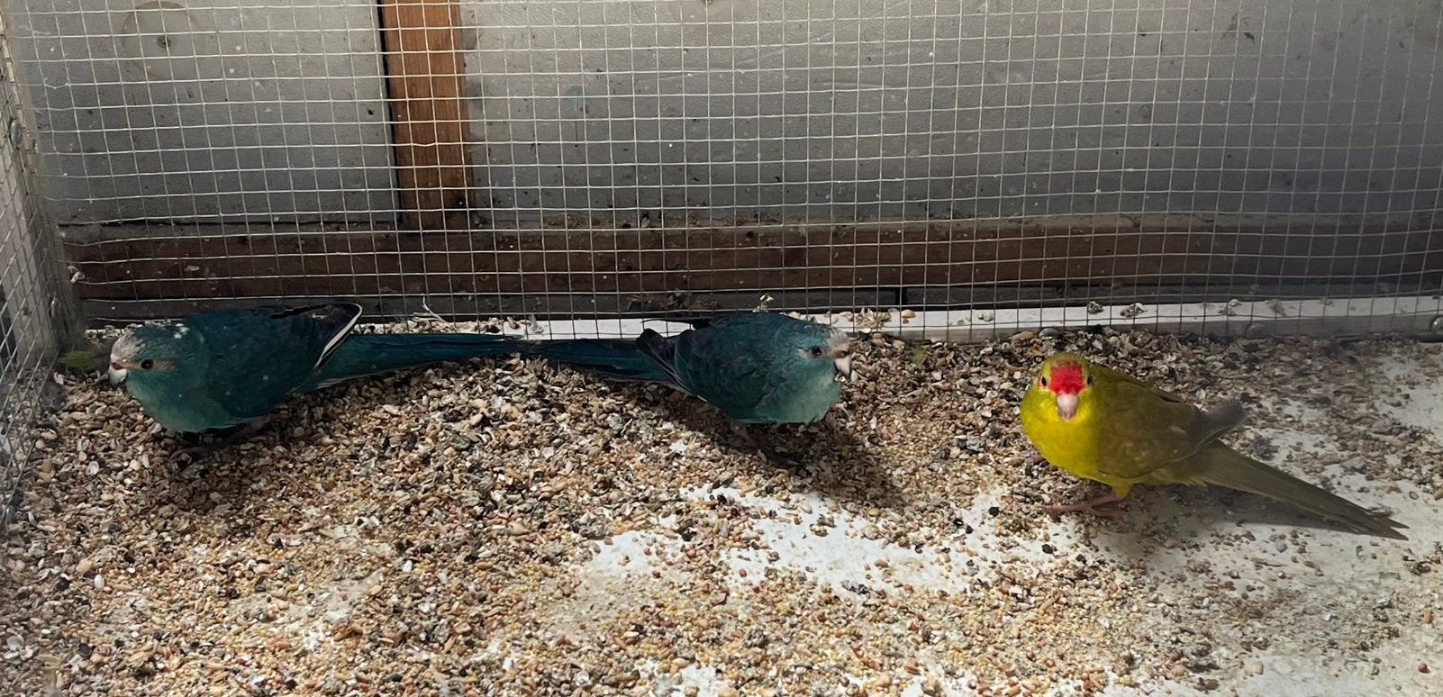 Mooie kakarikies, Dieren en Toebehoren, Geslacht onbekend