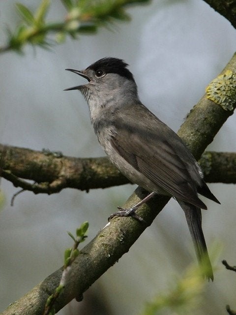 1-2 Zwartkoppen (Sylvia atricapilla), Meerdere dieren, Wildzangvogel, Geringd