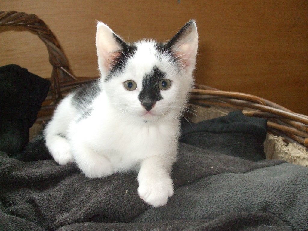 Kittens te koop: nog 1 wit-zwart katertje beschikbaar, Meerdere dieren, Kortharig, 0 tot 2 jaar