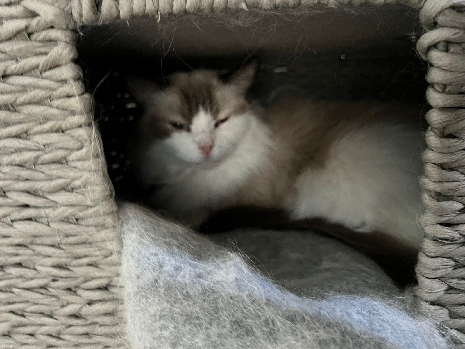 Herplaats Ragdoll poes 11 jaar met stamboom, Dieren en Toebehoren, Poes, Met stamboom