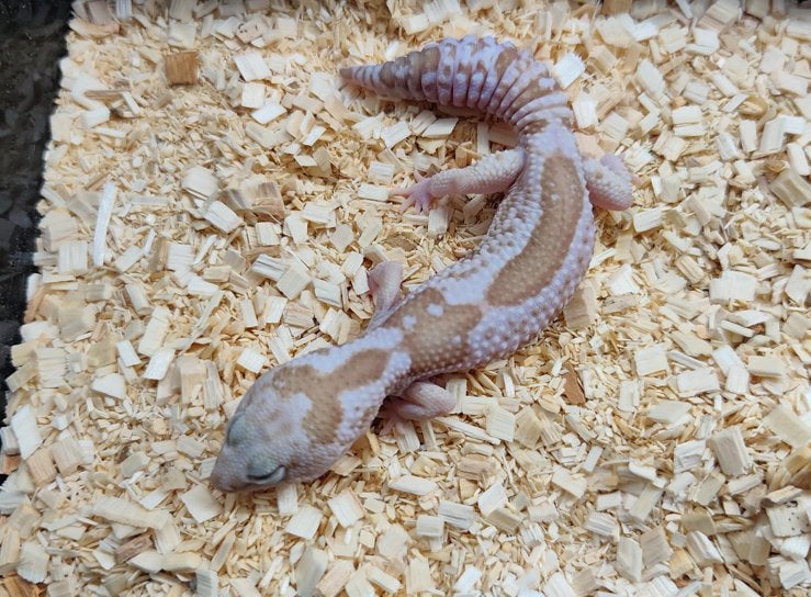 Vetstaartgekko 1.1 top bloedlijn, Dieren en Toebehoren, Hagedis, Tam, 0 tot 2 jaar