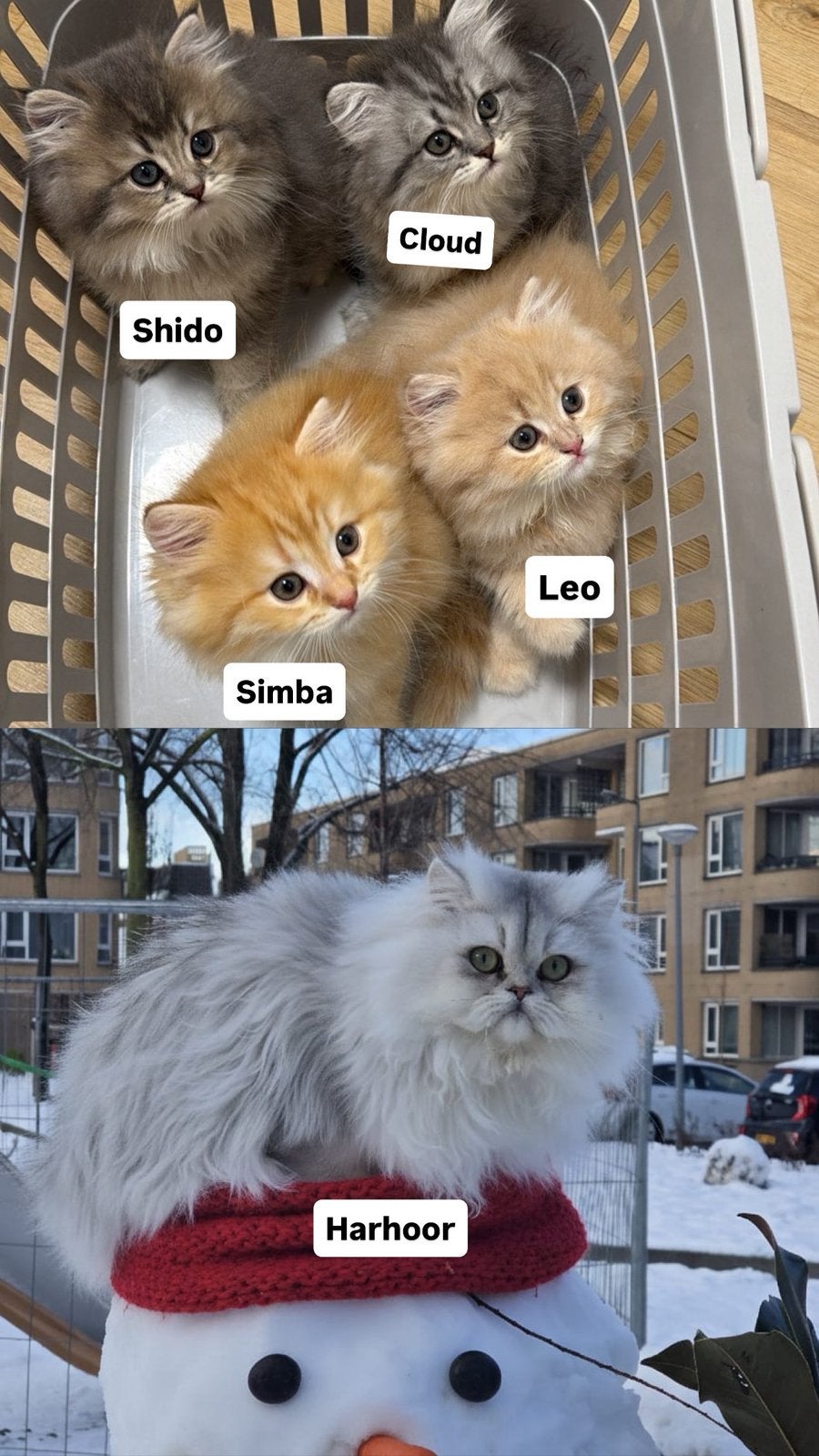 Raszuiver Britse Langhaar kittens & gevaccineerde vader, Kater, 0 tot 2 jaar