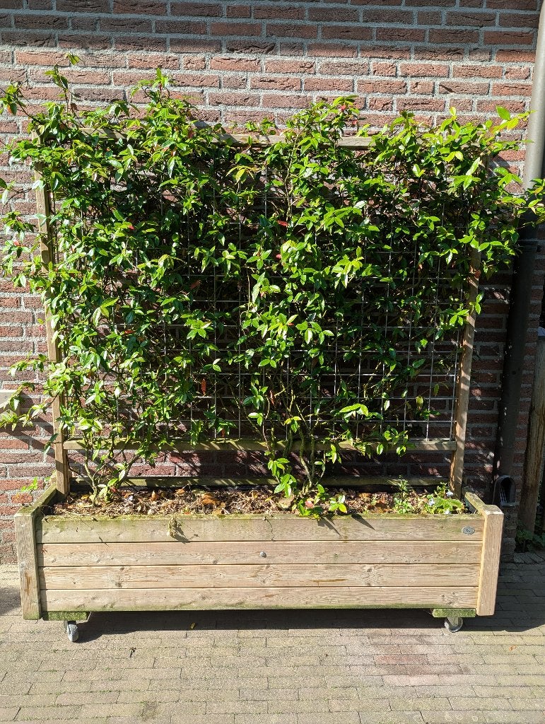 Talen Bloembak met plantenrek 180cm op wielen, Tuin en Terras, Ophalen, Gebruikt, 100 cm of meer, 60 cm of meer