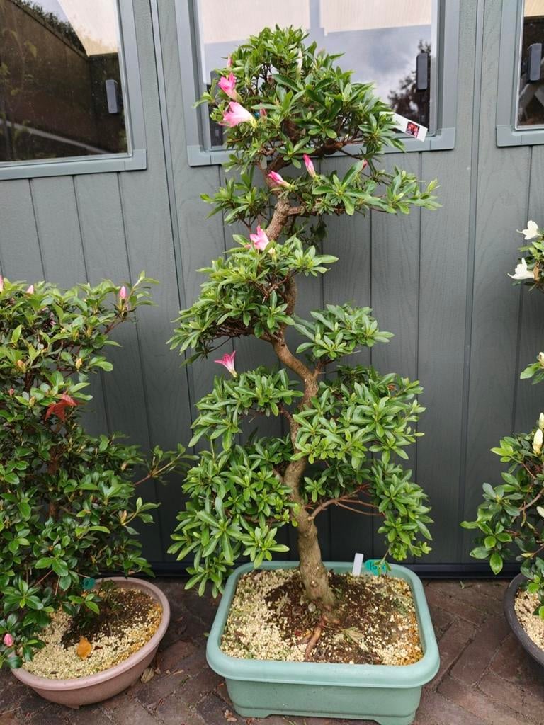 Satsuki Azalea Rin Bonsai 105cm, Ophalen, Bloeit niet, Halfschaduw, Overige soorten