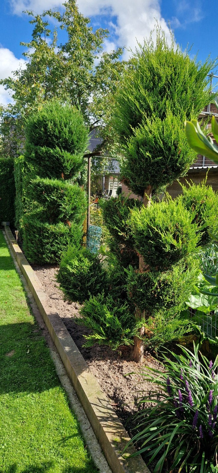2 Cupressocyparis Leylandii Pon Pon - Levensboom, Tuin en Terras, Volle zon, Vaste plant, Bloeit niet, Ophalen