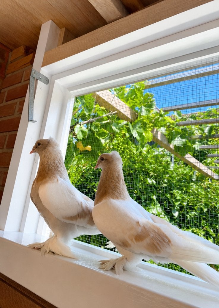 Prachtig takla 2-jarig broedkoppel te koop met nakomelingen, Meerdere dieren, Overige soorten