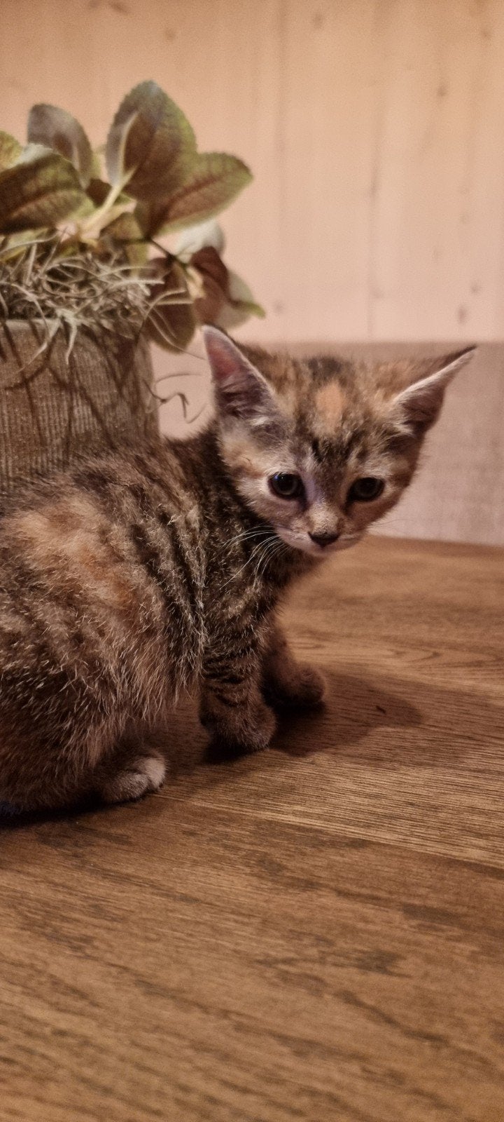 Twee mooie tijgertjes te koop., Poes