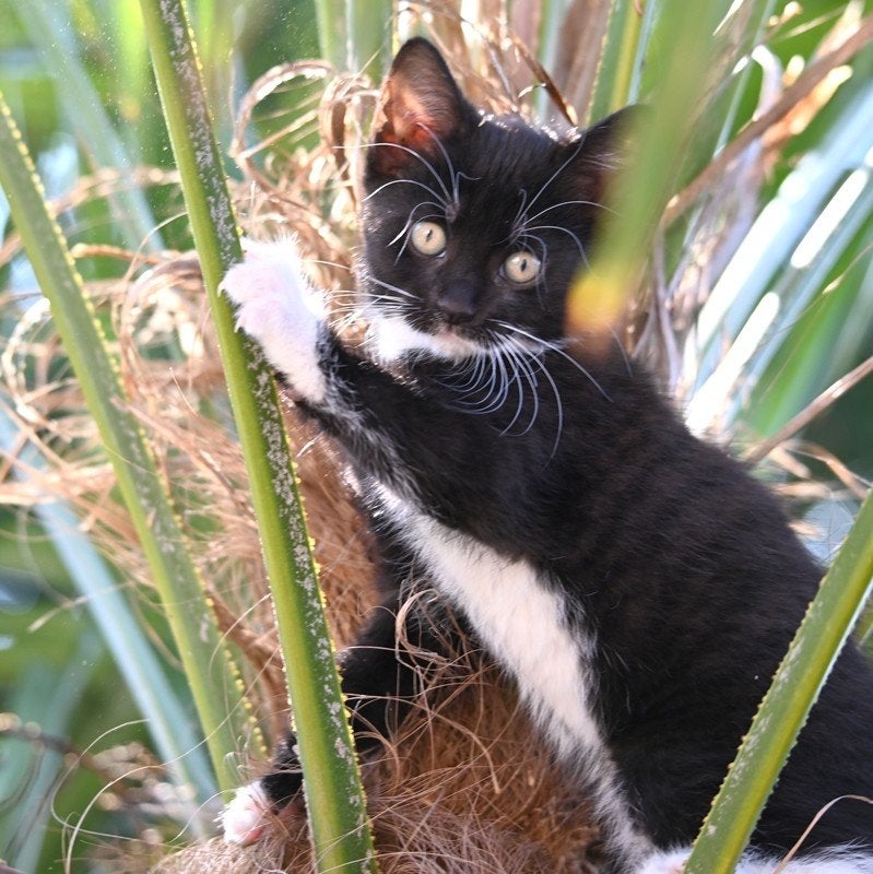 kittens, Meerdere dieren, Kortharig