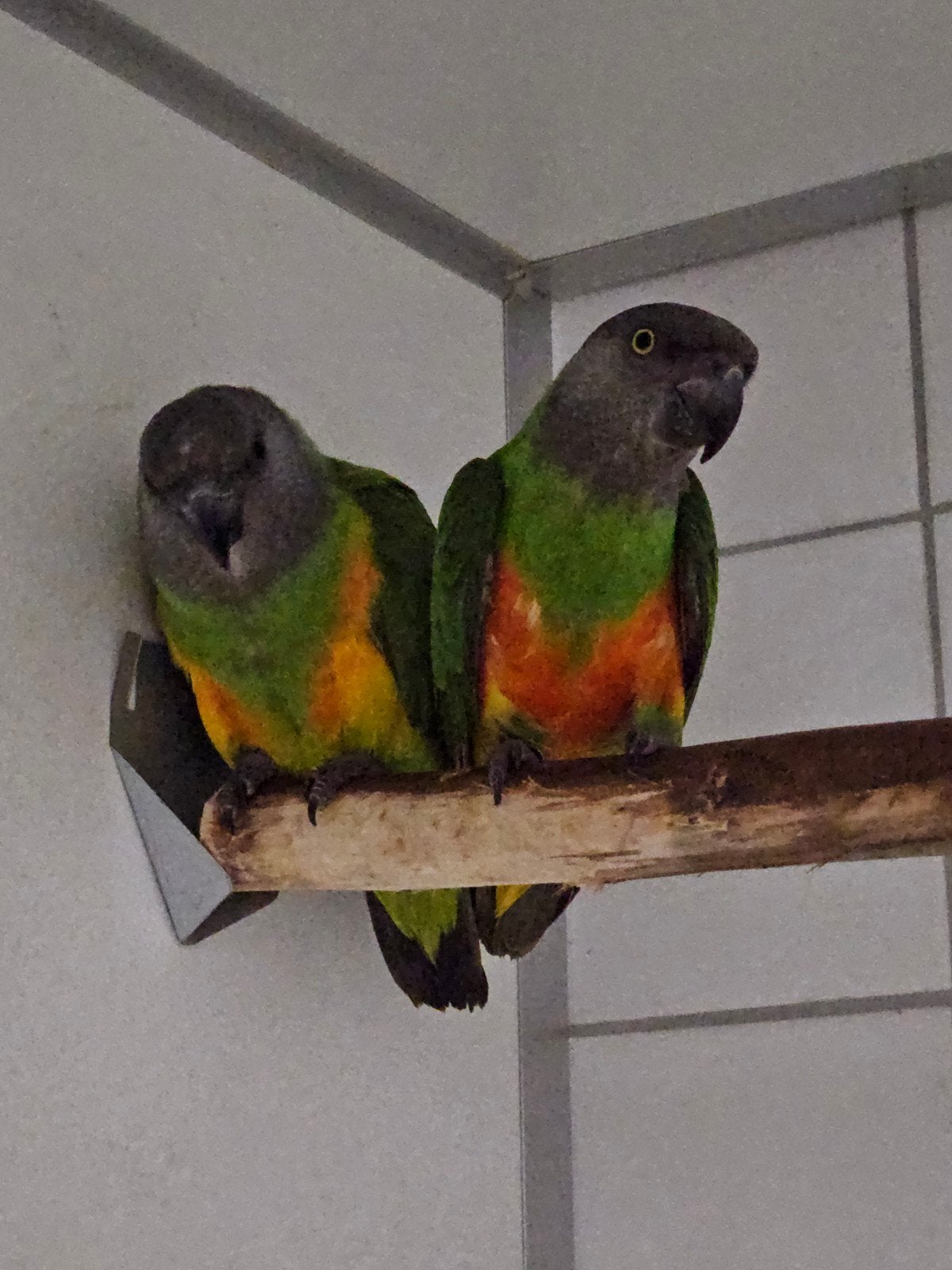 Bonte Boeren koppel + losse bewezen kweekman, Meerdere dieren, Papegaai, Geringd