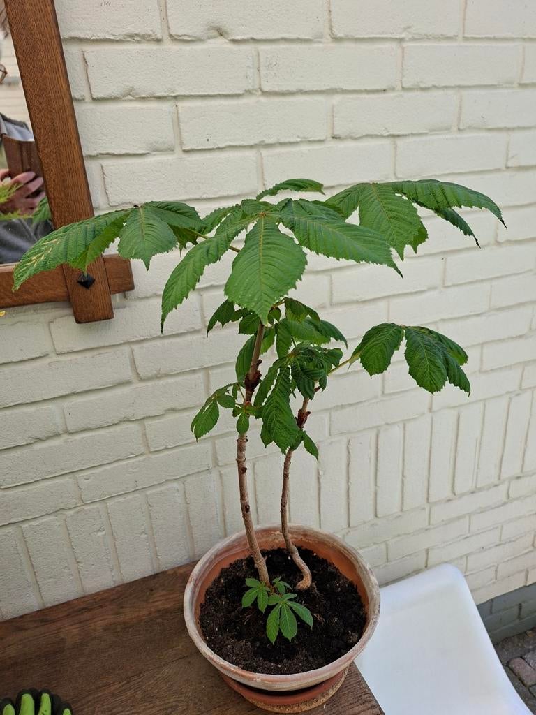 Dubbele Kastanje bonsai, Bloeit niet, Overige soorten, Minder dan 100 cm, Ophalen