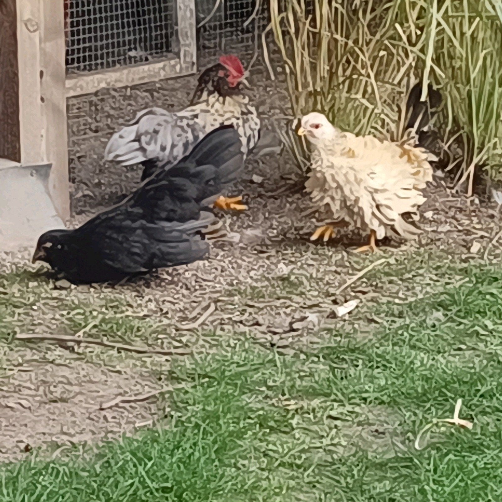 Serama frizzel hen met chabo haantje en hen, Meerdere dieren, Kip