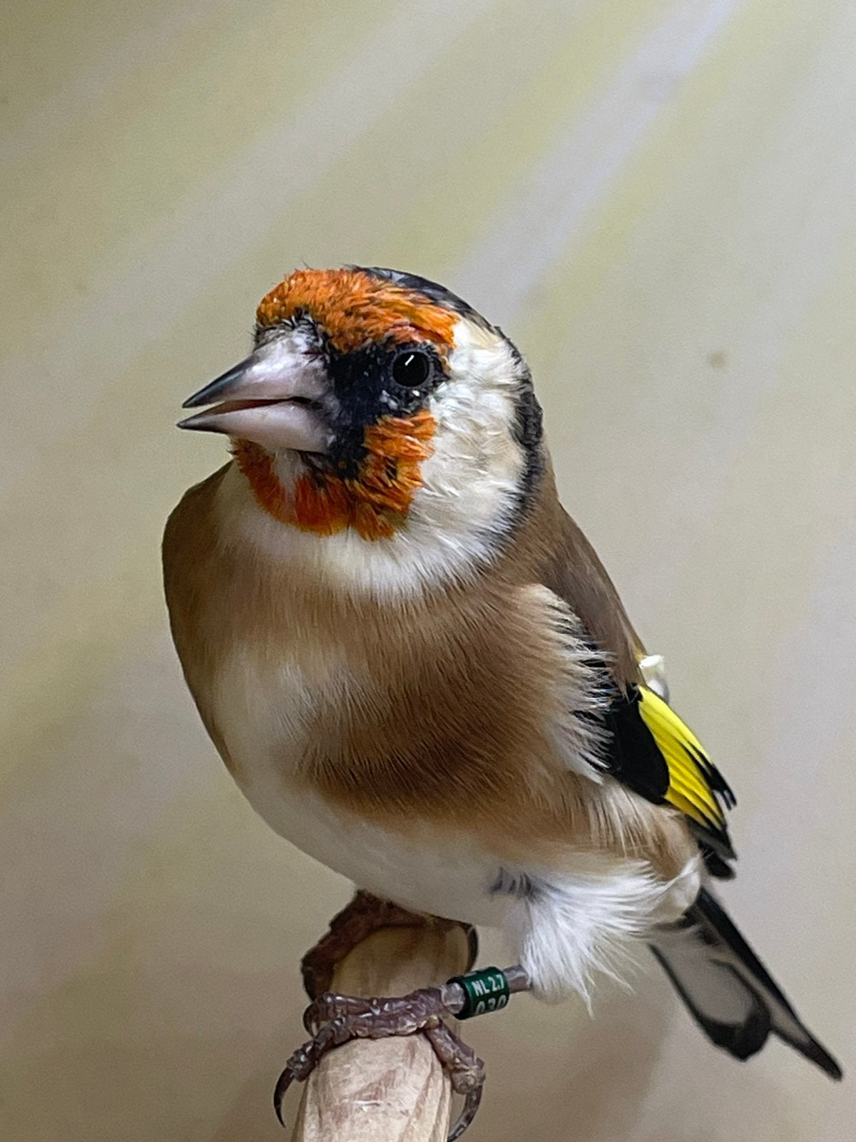 te koop mooie Majoor Putters  man 26, Dieren en Toebehoren, Mannelijk, Wildzangvogel, Geringd