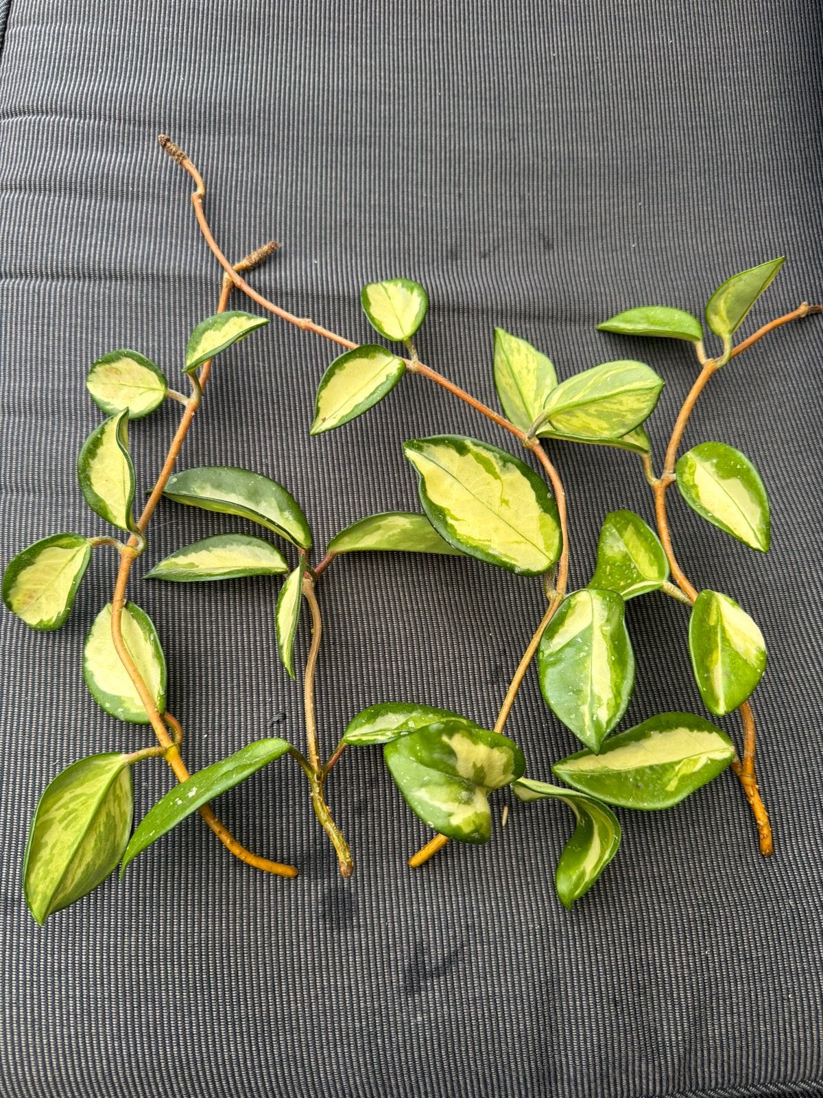 Hoya Carnosa Krimson Princess stekken, Ophalen of Verzenden, Halfschaduw, Minder dan 100 cm
