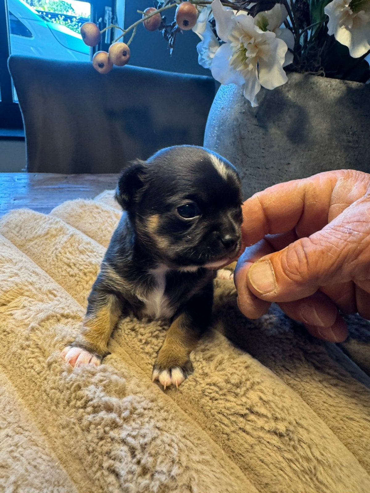 Prachtig raszuiver chihuahua puppy!, Parvo, 8 tot 15 weken, Meerdere, Meerdere dieren