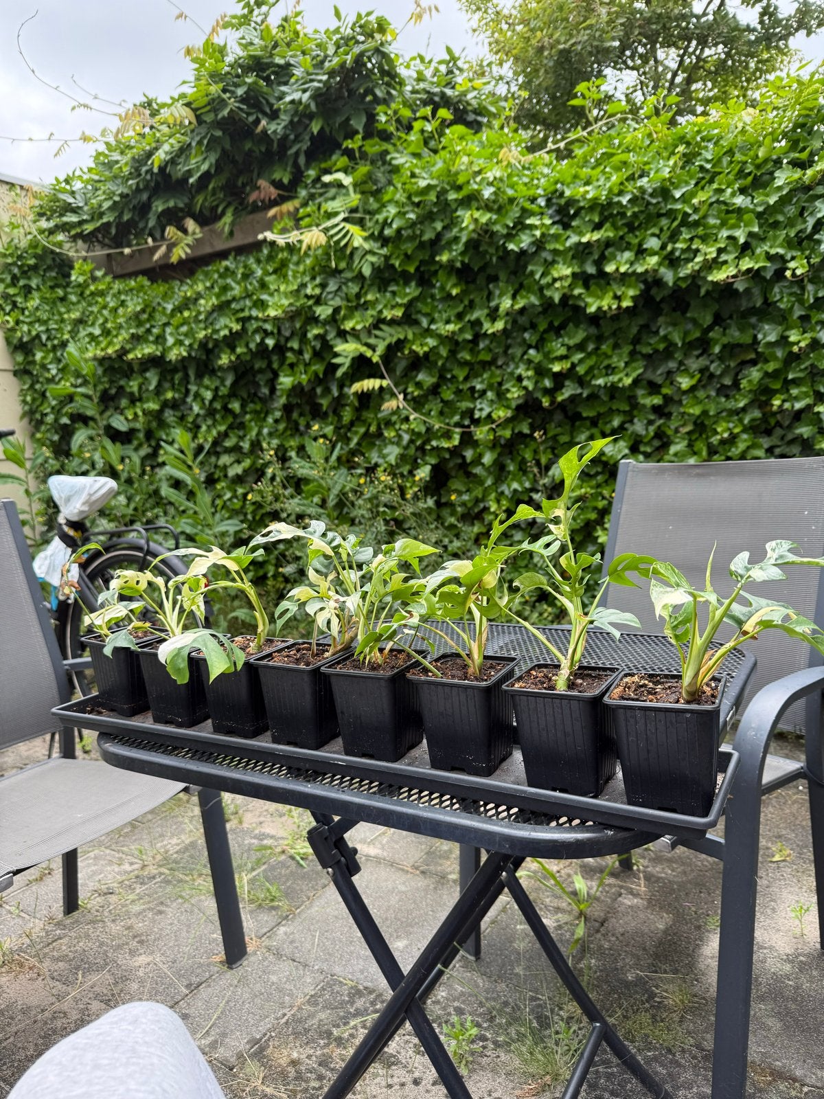 rhaphidophora tetrasperma Variegata (monstera minima), Huis en Inrichting, Kamerplanten, Ophalen, Overige soorten, Halfschaduw