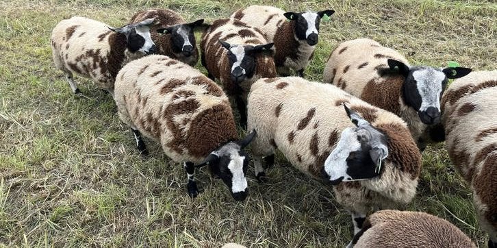 T.K. |  zuiver bonte dekrammen, Mannelijk, Schaap, 0 tot 2 jaar