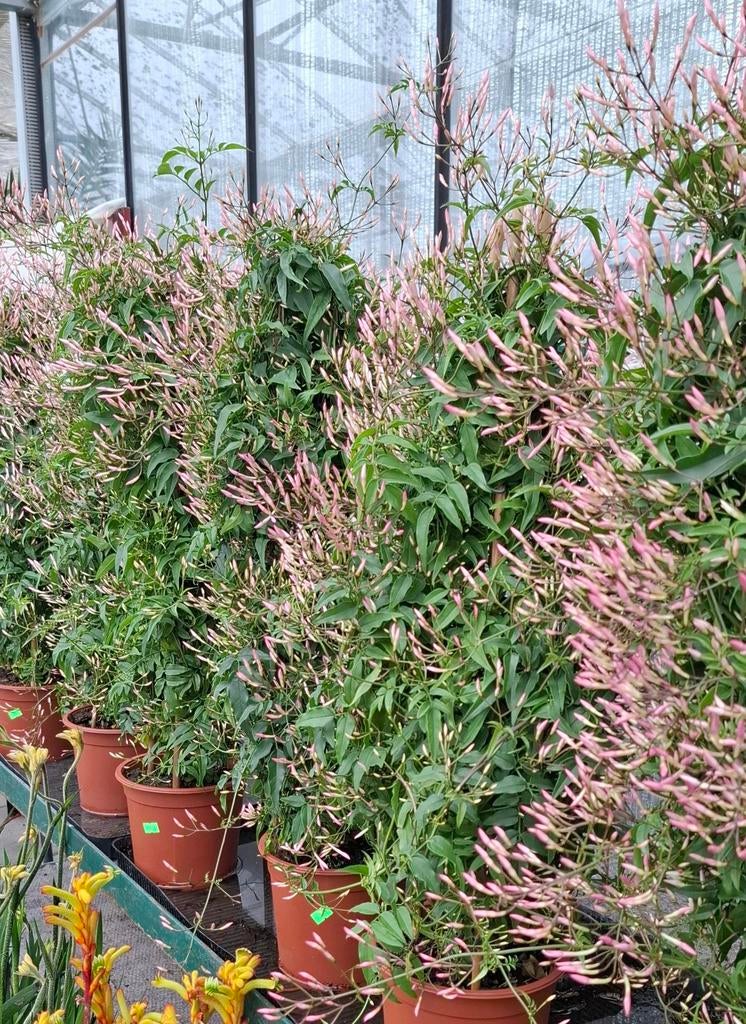 Jasmijn (Jasminum polyanthum ) piramide, Overige soorten, Lente, 100 tot 250 cm, Ophalen