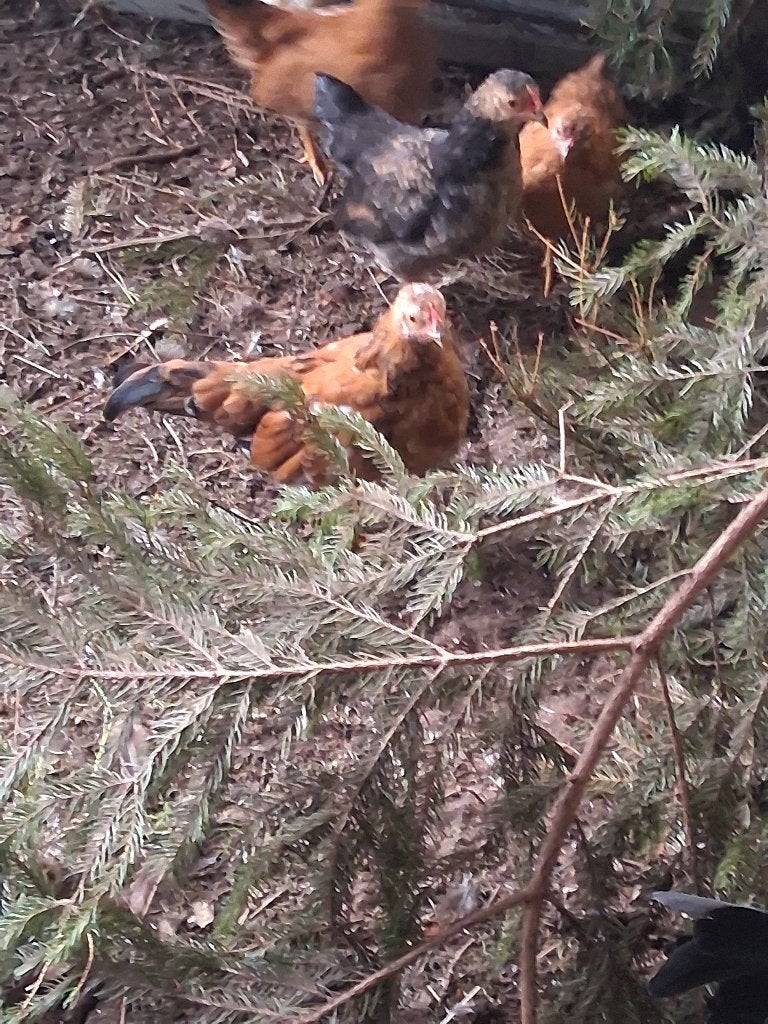 Kuikentje  tekoop, Dieren en Toebehoren, Geslacht onbekend, Kip