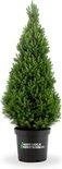 Picea glauca  'Conica', Bloeit niet, Overige soorten, Minder dan 100 cm, Ophalen