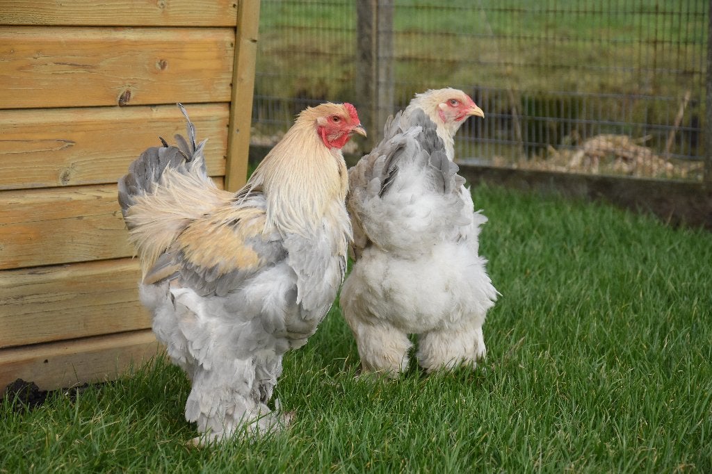 Brahma groot | Tamme, grote kippen | Deskundig advies, Dieren en Toebehoren, Vrouwelijk, Kip