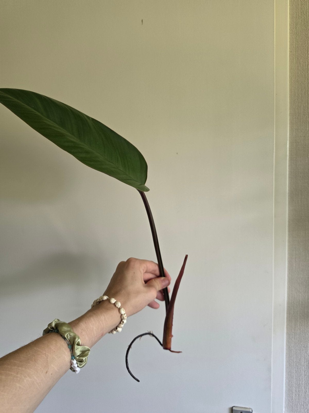Philodendron kopstek, Huis en Inrichting, Kamerplanten, Ophalen of Verzenden, Halfschaduw, Minder dan 100 cm