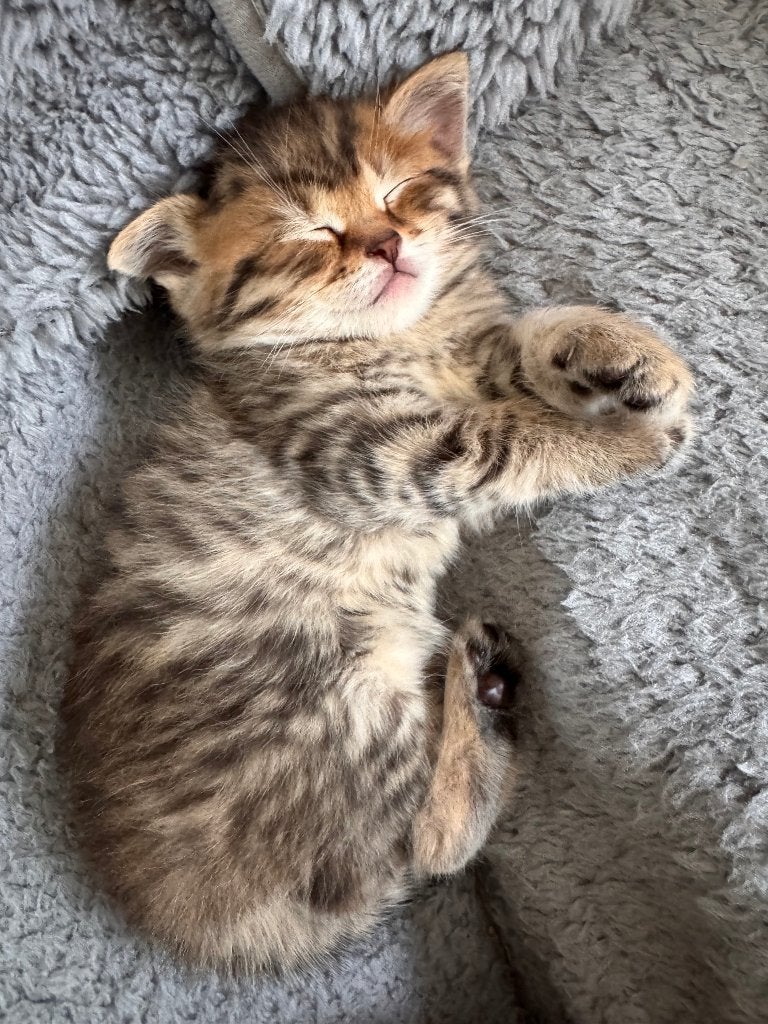 Knuffelige kittens - Brits korthaar/langhaar kruising, Meerdere dieren, Ontwormd, 0 tot 2 jaar