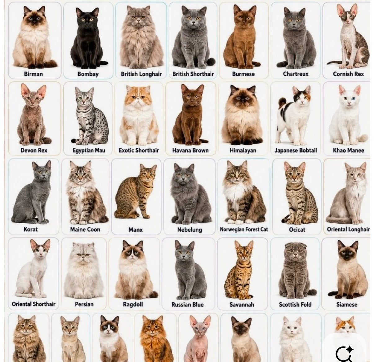 Katten oppas Arnhem, Particuliere oppas