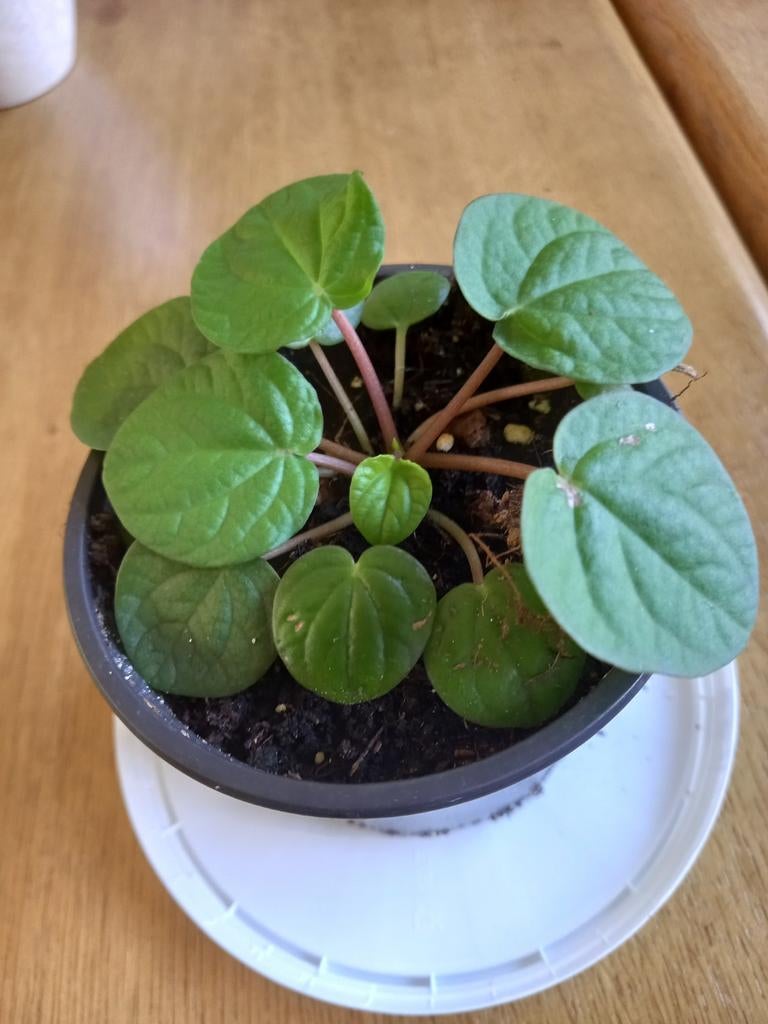 Peperomia" Rana Verde", Huis en Inrichting, Kamerplanten, Ophalen, Halfschaduw, Minder dan 100 cm