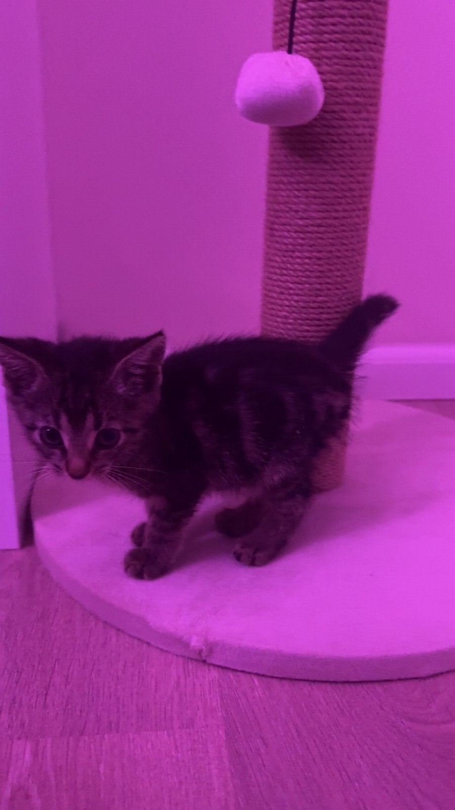 Bengaalse Kitten met Toebehoren, Poes, 0 tot 2 jaar
