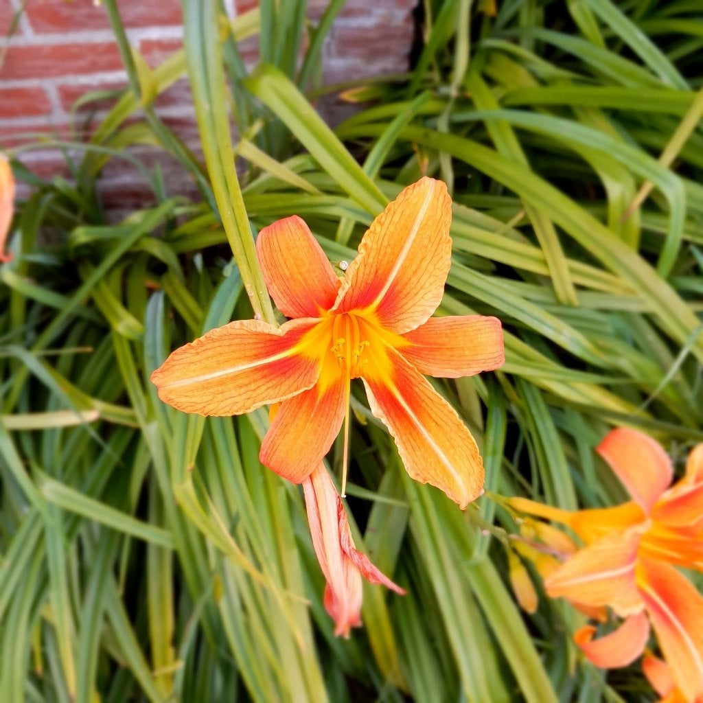 Daglelie, Hemerocallis. (vaste plant), Volle zon, Vaste plant, Zomer, Ophalen