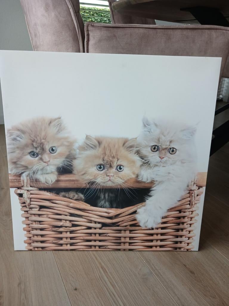 Poster met poesjes in een mand 59×59 cm, Ophalen of Verzenden, 50 tot 75 cm, Foto of Poster, 50 tot 75 cm