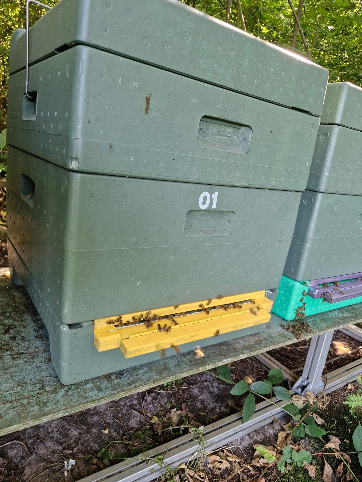 Buckfast bijenvolken, Dieren en Toebehoren, Bijen