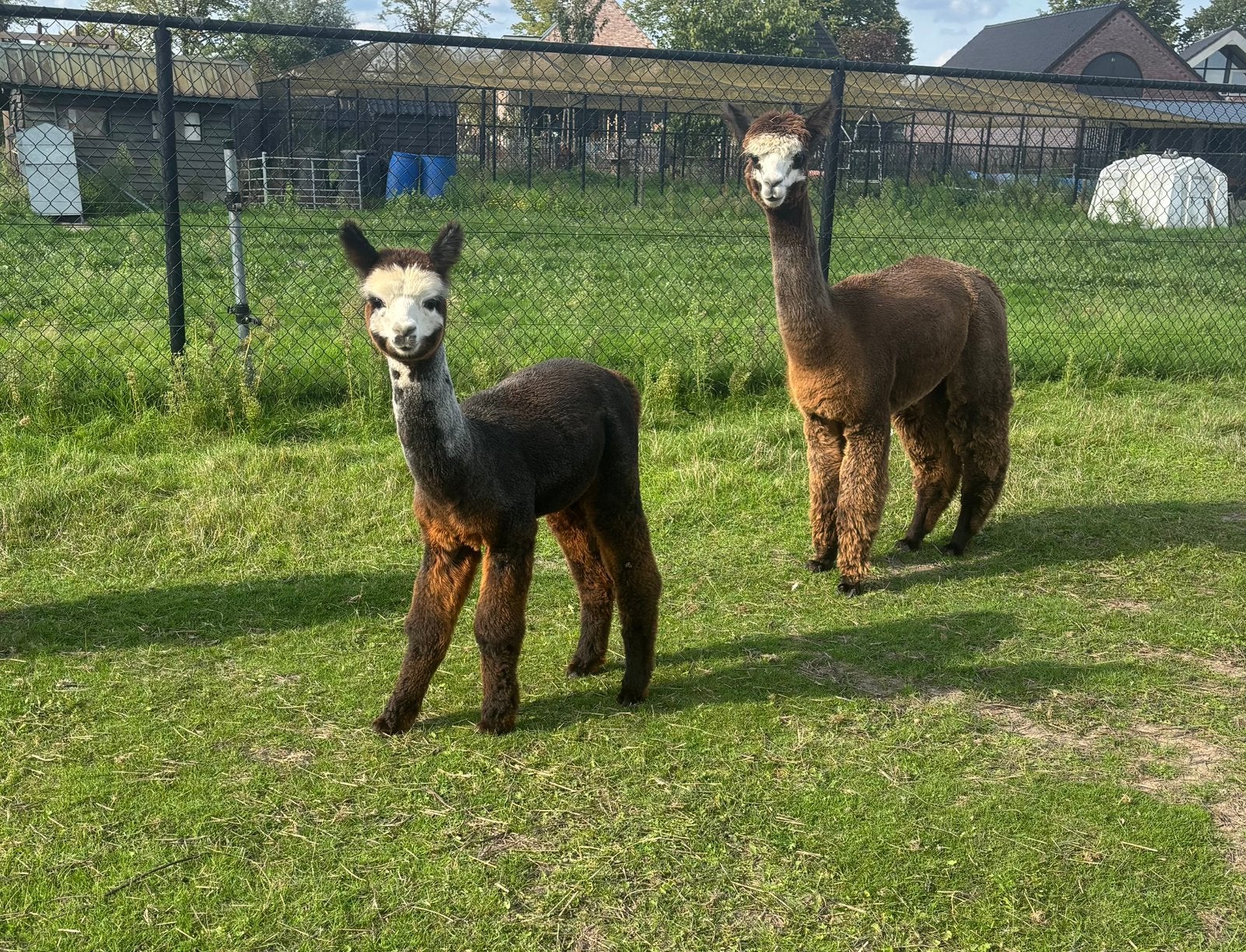 Merrie met merrie veulen en merrie weer drachtig, Dieren en Toebehoren, Mei, Meerdere dieren