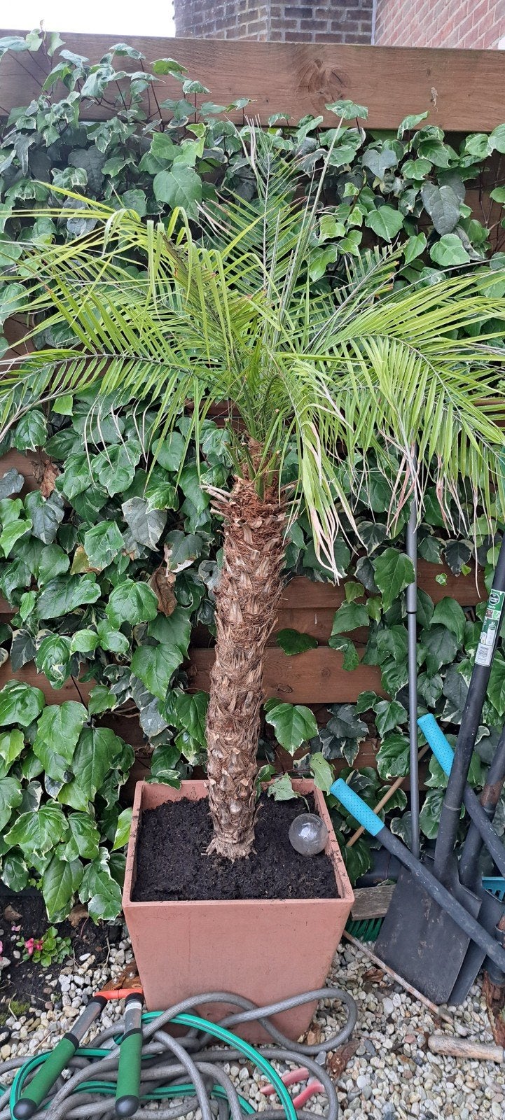 Mooie Phoenix Roebelenii in pot, Ophalen, Bloeit niet, Overige soorten, Volle zon