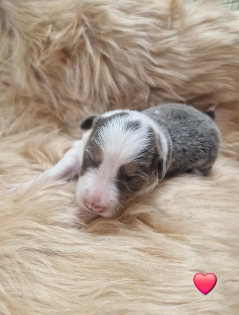 Blauwe border collie pups, Dieren en Toebehoren, Honden | Herdershonden en Veedrijvers, België, Particulier, 8 tot 15 weken, Collie