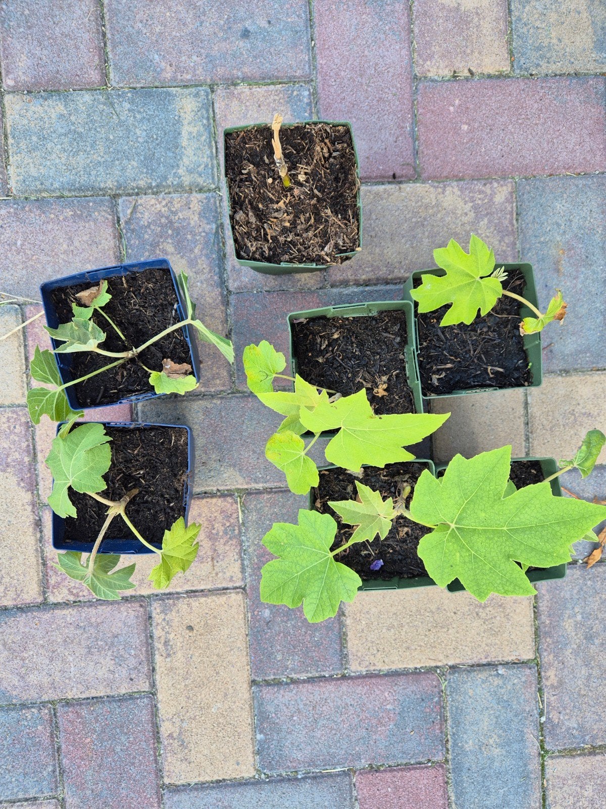 Tetrapanax papyrifera Rex - Rijstpapierplant, Ophalen, Vaste plant, Overige soorten, Volle zon