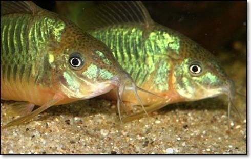 corydoras past in ieder gezeldschap aquarium, Dieren en Toebehoren, Vissen | Aquariumvissen, Vis, Zoetwatervis