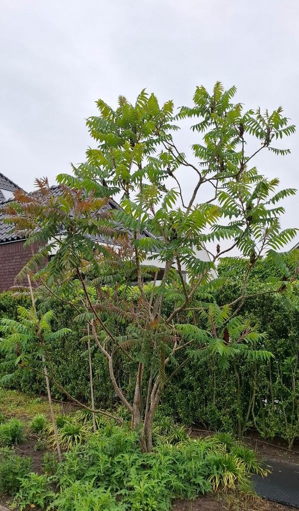 Fluweelboom meerstammig (Rhus typhina / azijnboom), Tuin en Terras, Overige soorten, 250 tot 400 cm, Zomer, Ophalen