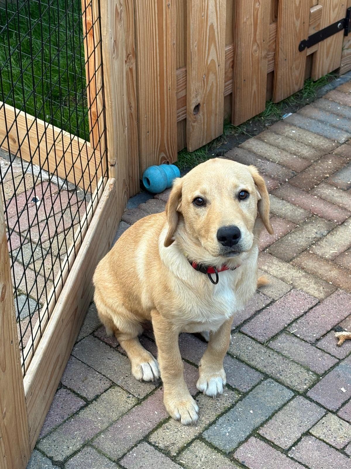 lieve labrador/red fox te koop, 15 weken tot 1 jaar, Teef, Eén hond, Nederland