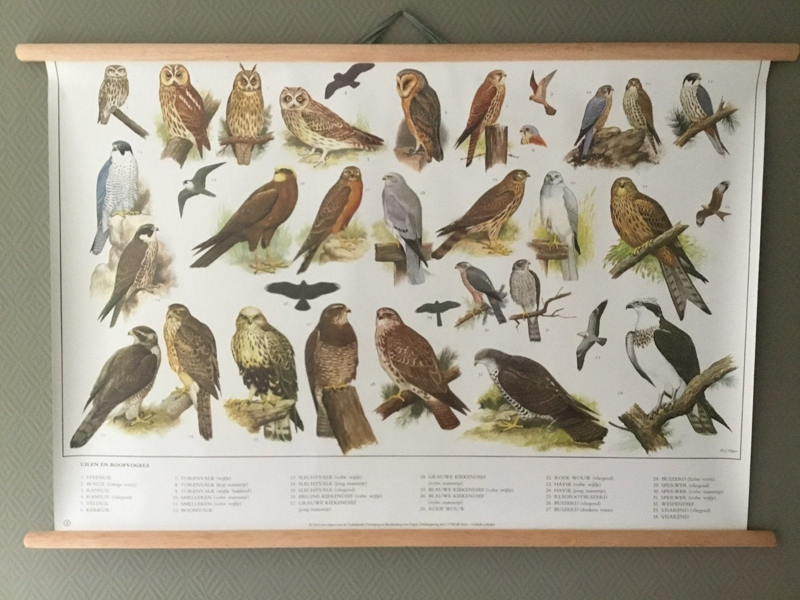 Fraaie Schoolplaat poster met Uilen en Roofvogels, Ophalen of Verzenden, Nieuw