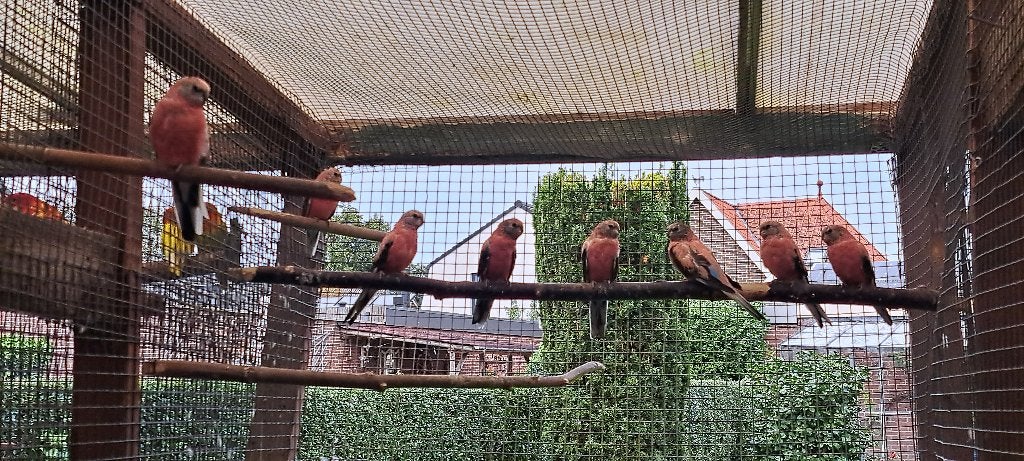 Vogels Roze Bourkes, Meerdere dieren, Parkiet