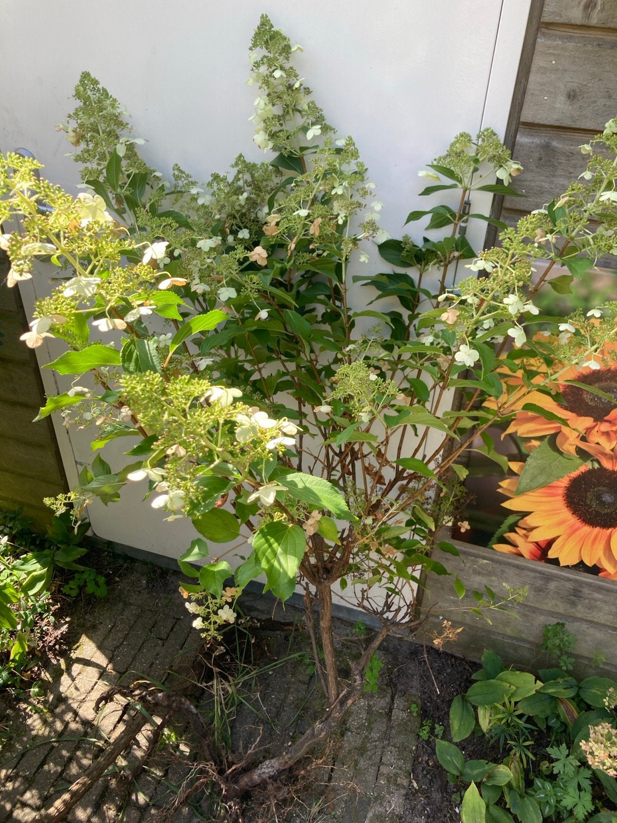 6 struiken weg te geven, Tuin en Terras, Ophalen, Halfschaduw, Overige soorten, 100 tot 250 cm