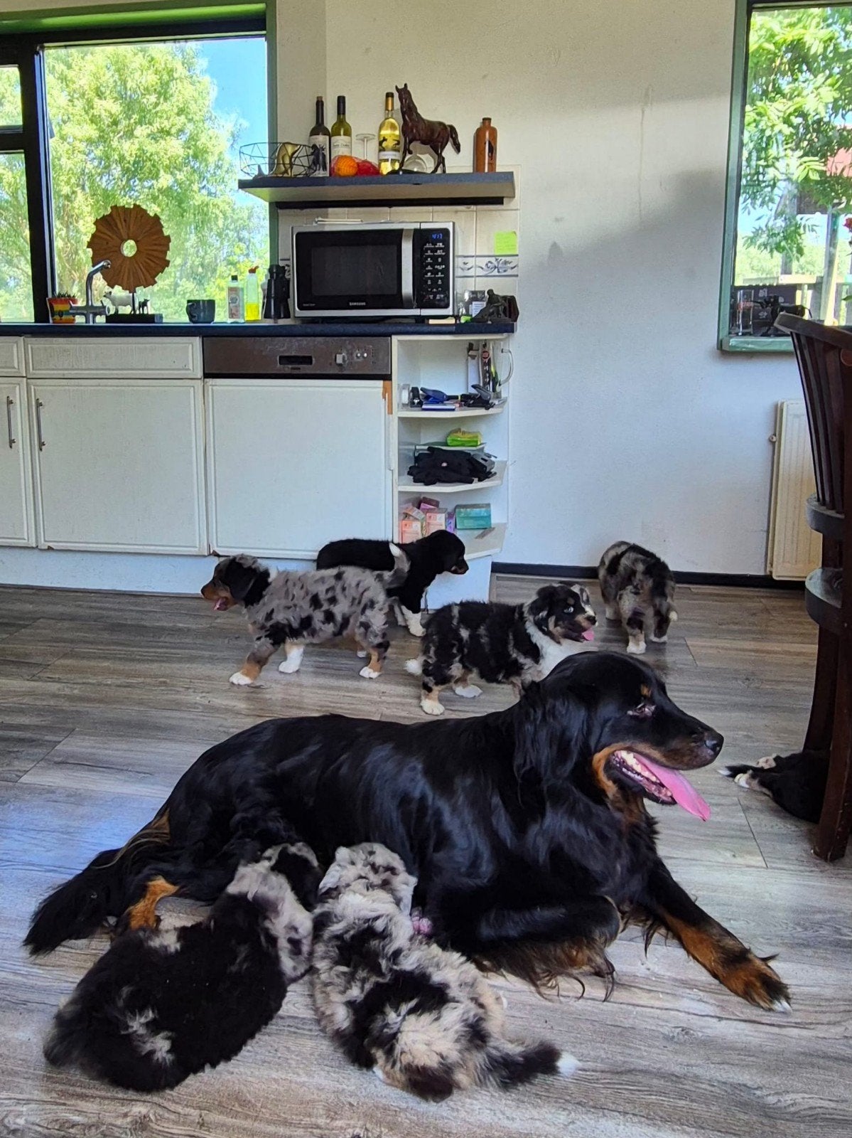 Australian shepherd x Golden retriever x Berner Sennen pups, Nederland, Meerdere, Meerdere dieren, Fokker | Professioneel